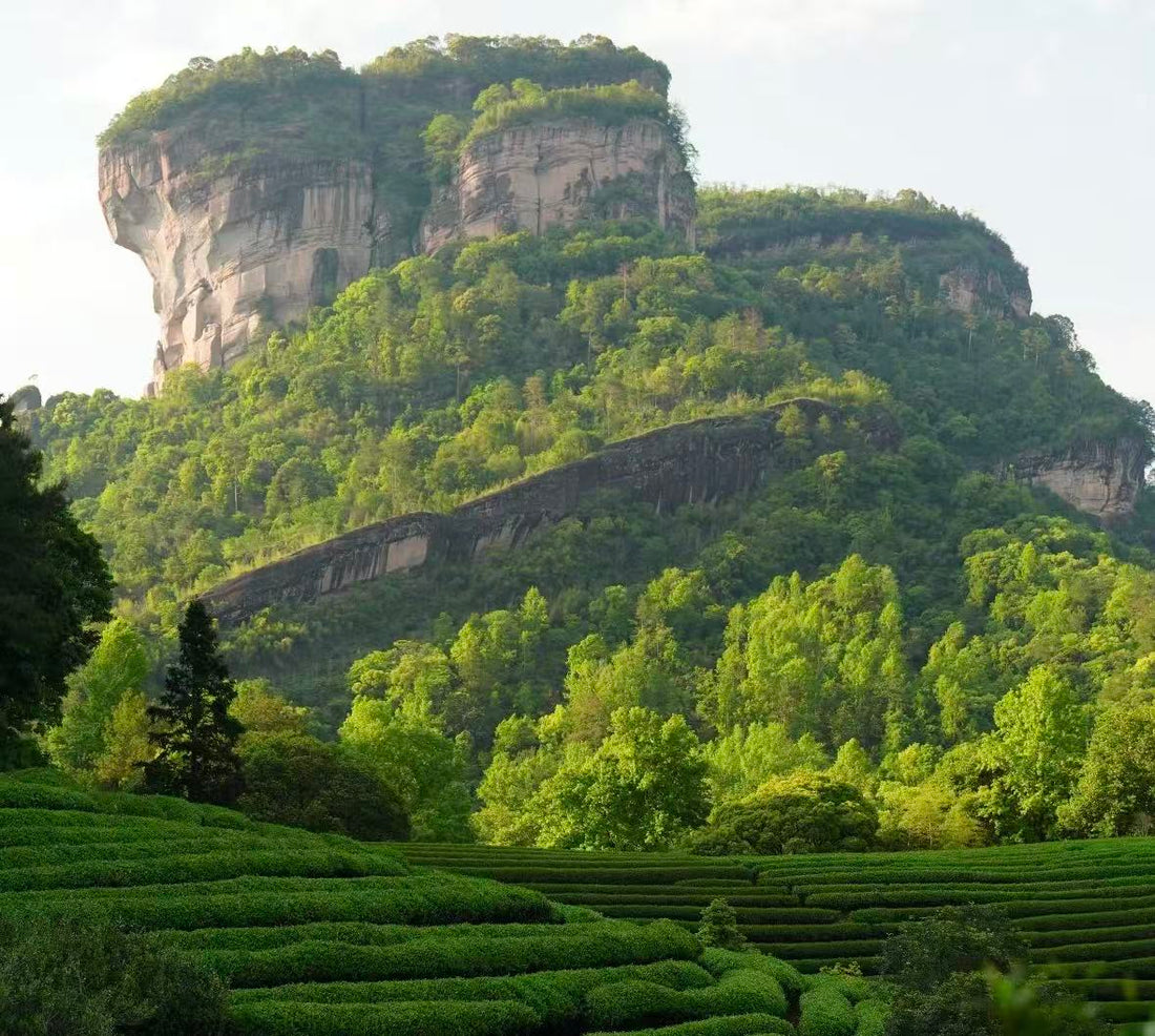 A mountain in Wuyi where the premium tea was crop