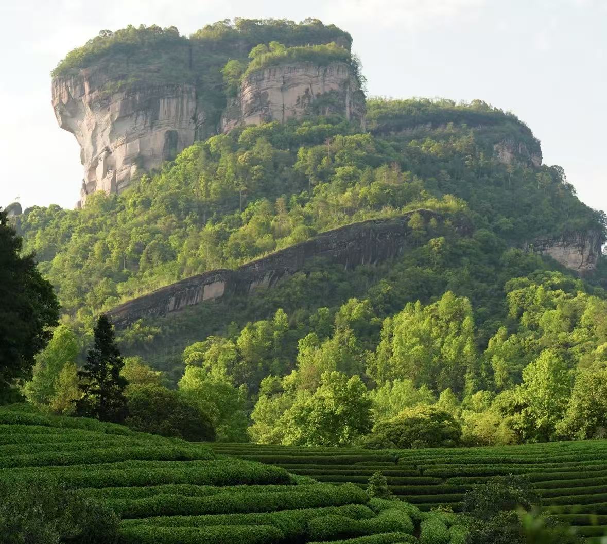 A mountain in Wuyi where the premium tea was crop