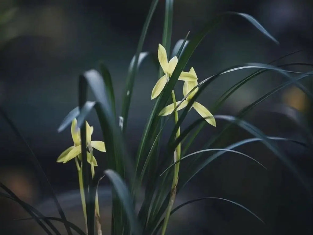 Yellow orchid flowers with long green leaves in a dark, softly blurred natural setting.Indicate this brew of tea creates a orchid flavour when taste it