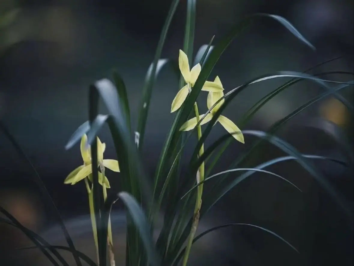 Yellow orchid flowers with long green leaves in a dark, softly blurred natural setting.Indicate this brew of tea creates a orchid flavour when taste it