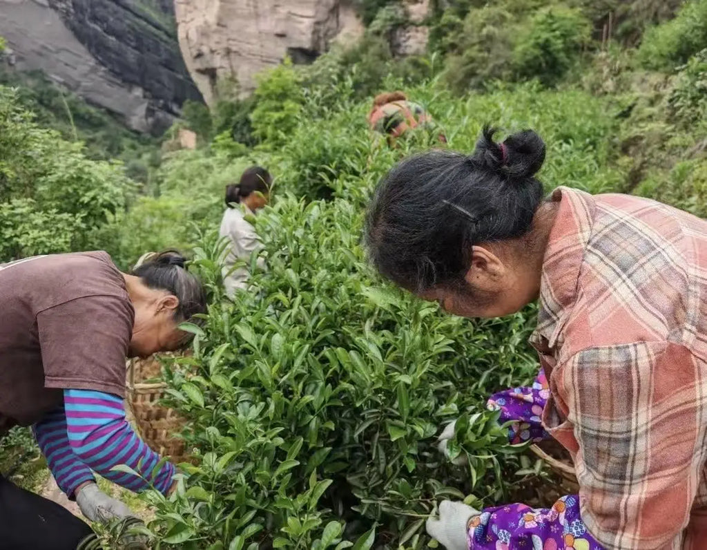 Several people harvesting raw narcissus tea bushes on a steep, rocky mountainside in a lush outdoor field.