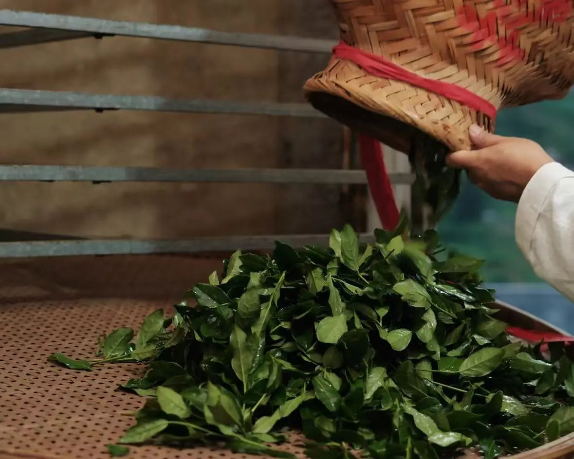 A person wearing a white sleeve holds a woven straw hat and pours wet green leaves onto a perforated tray in a processing setting.