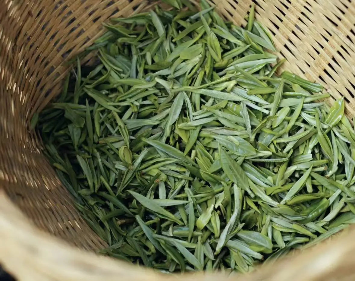Fresh lapsang souchong tea leaves piled inside a round woven bamboo basket.