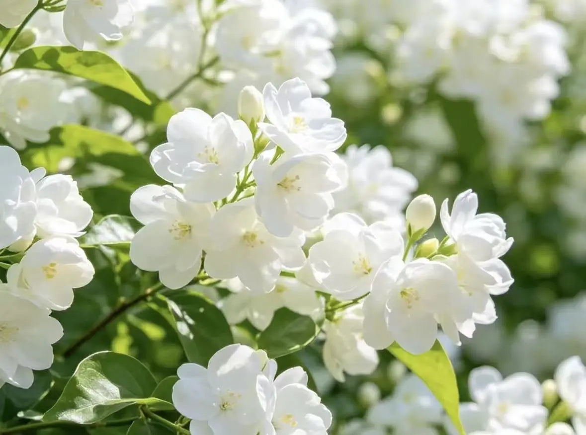 Close-up of white flowers with green leaves in a sunlit garden setting. Indicate the tea liquor has flower taste