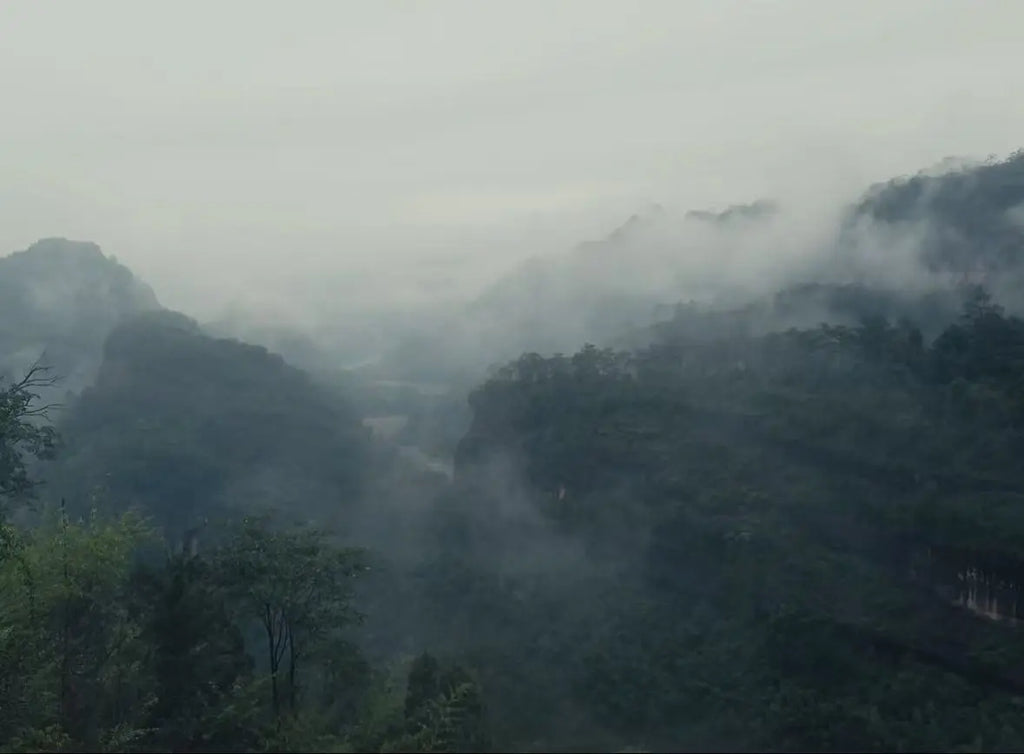 Misty mountain landscape with dense green forested hills and low-hanging fog under a pale gray sky. Showing where the tea been grow