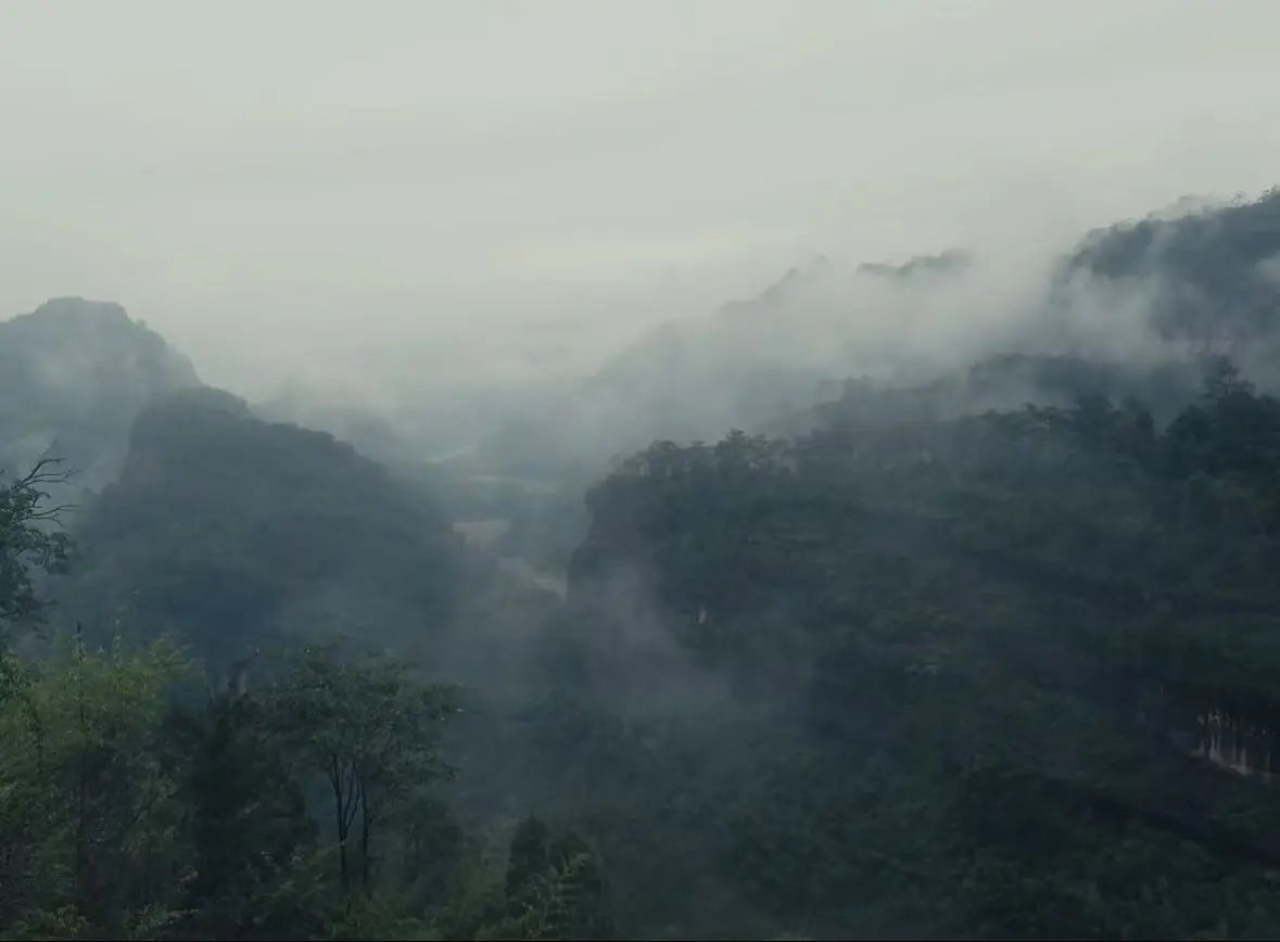 Misty mountain landscape with dense green forested hills and low-hanging fog under a pale gray sky. Showing where the tea been grow
