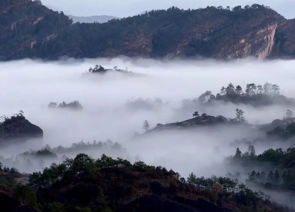 Misty mountain landscape with dark rocky ridges and dense fog filling the valleys, with scattered trees rising above the clouds.Where the tea been crop