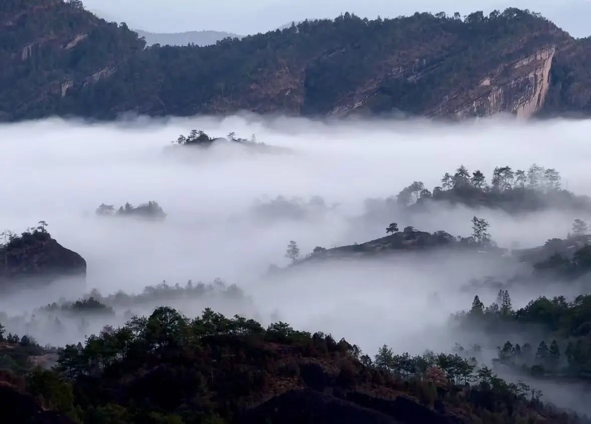 Misty mountain landscape with dark rocky ridges and dense fog filling the valleys, with scattered trees rising above the clouds.Where the tea been crop