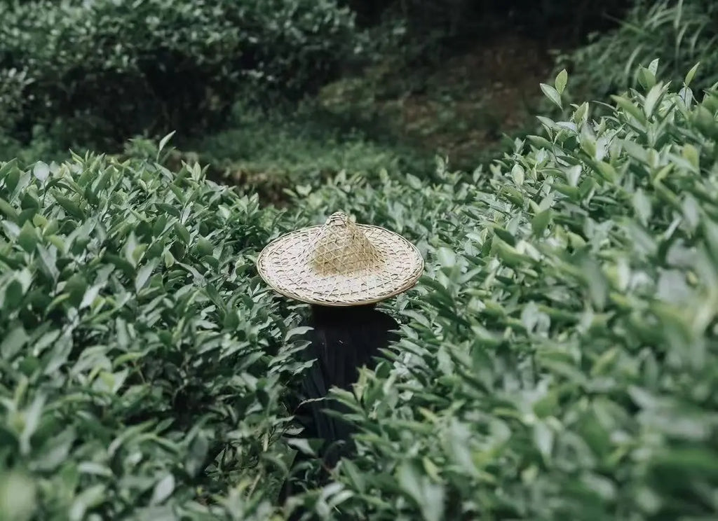 A woven straw conical hat sits on the shoulder of a tea farmer standing in a dense green tea or herb field.