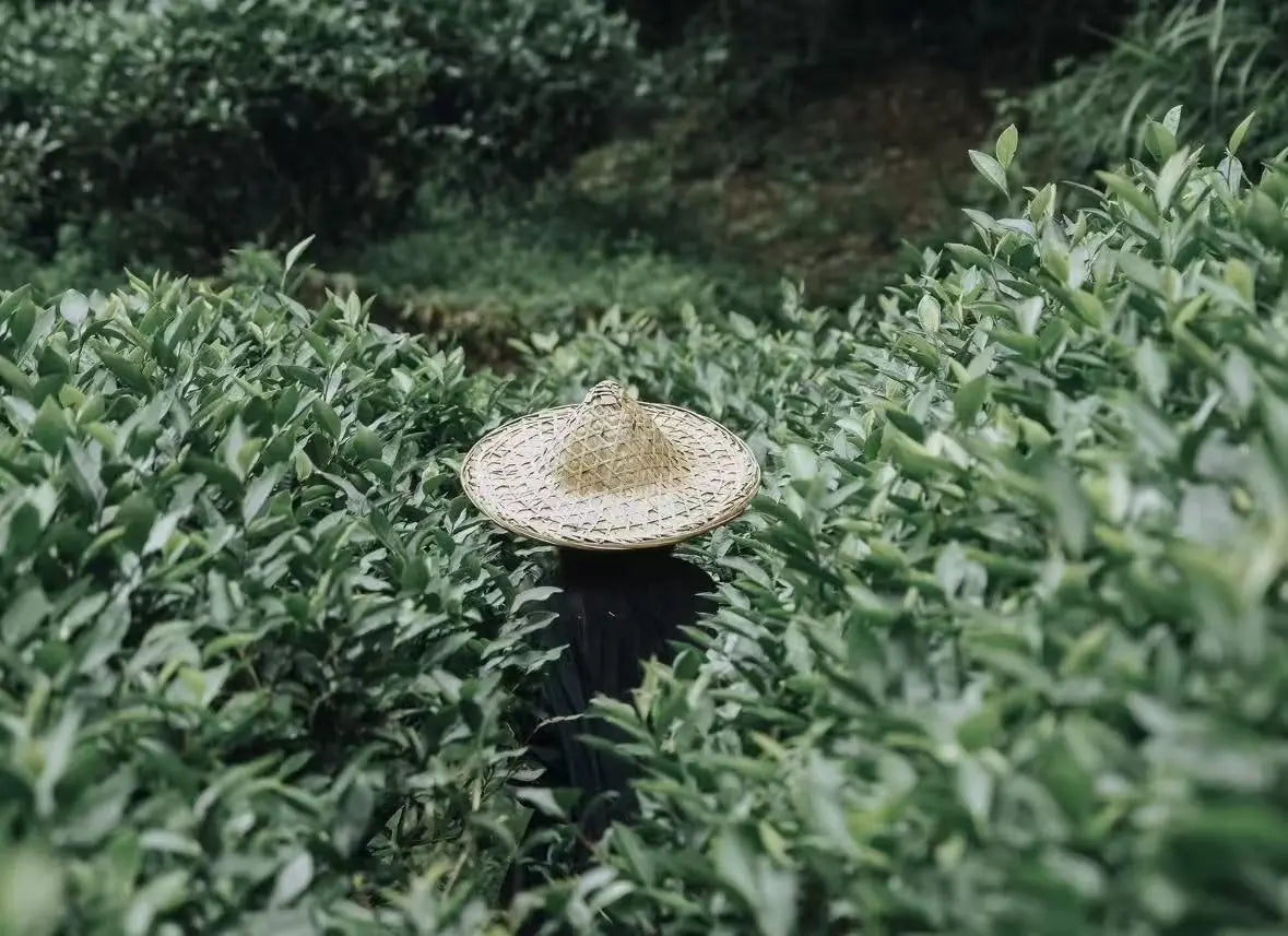 A woven straw conical hat sits on the shoulder of a tea farmer standing in a dense green tea or herb field.