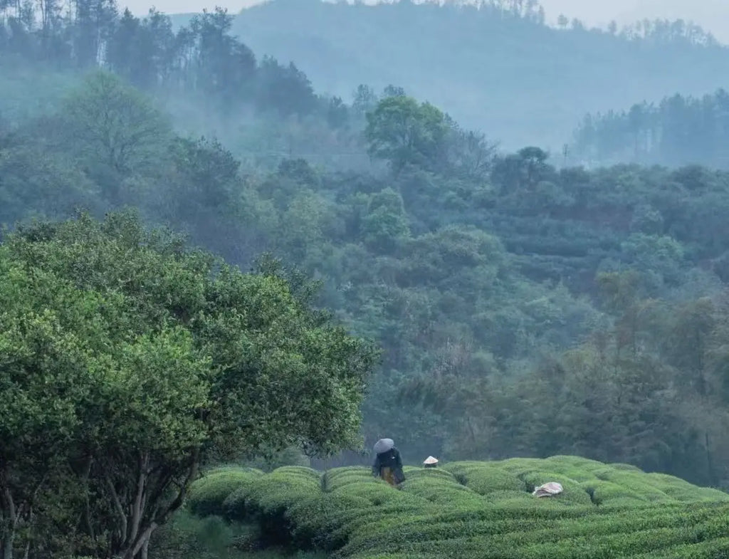 A misty mountain landscape with layered green forested hills and a terraced tea field in the foreground, with a few people visible among the crops. Represent where is the crop of the tea