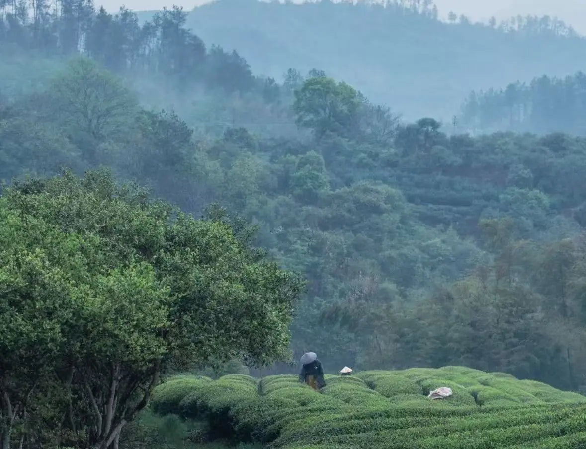 A misty mountain landscape with layered green forested hills and a terraced tea field in the foreground, with a few people visible among the crops. Represent where is the crop of the tea
