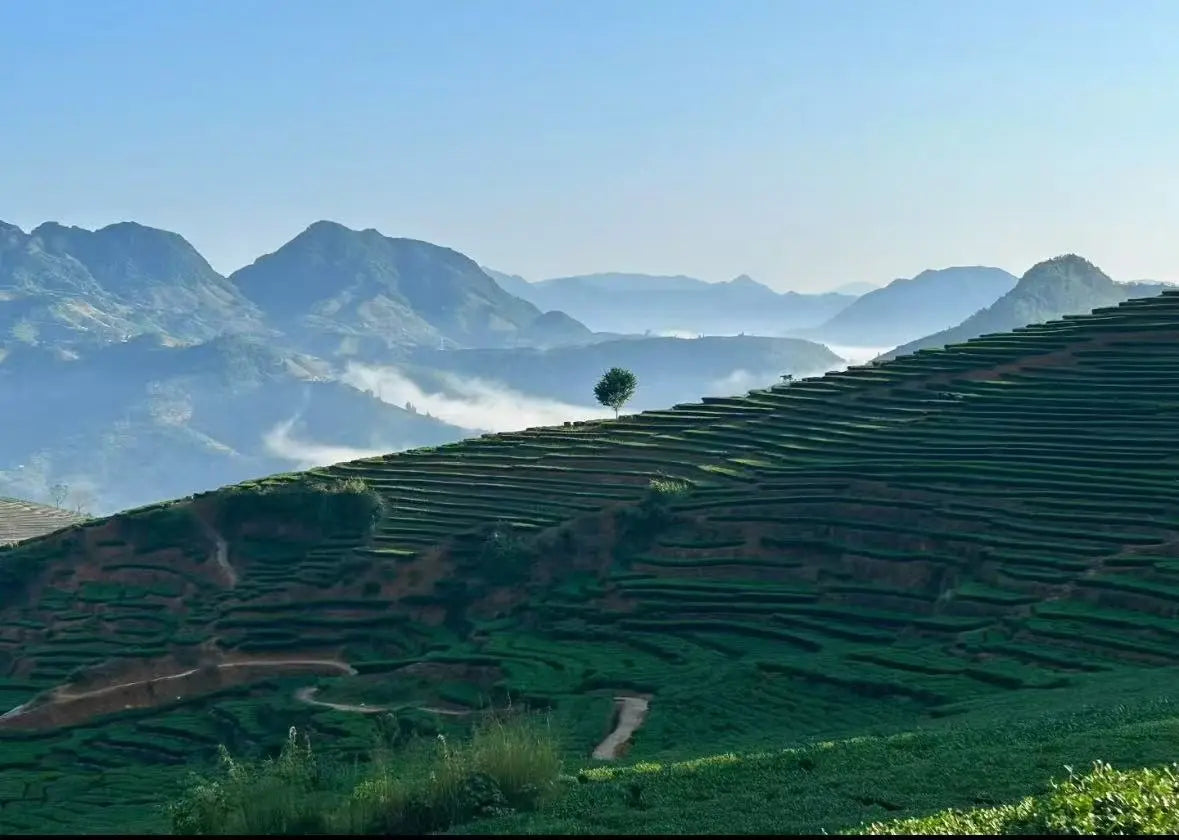 A scenic landscape of terraced green hills under a clear blue sky, with layered mountains in the background and a single tree standing on the slope. Represent the tea was crop in this high altitude Anxi mountain