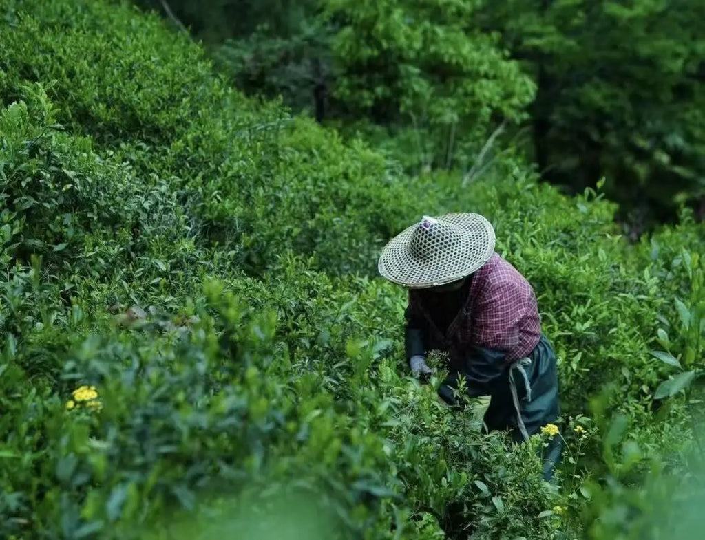 A tea farmer wearing a wide-brimmed straw hat, a red plaid shirt, and dark pants bends among dense green tea plants on a hillside in a tea plantation.